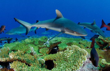 Картинка животные акулы рыбы кораллы море