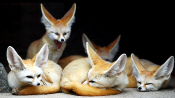 Картинка животные лисы фенек