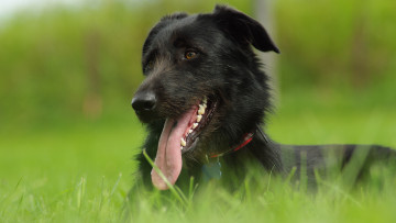 Картинка животные собаки морда язык