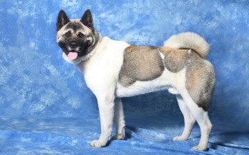 Картинка животные собаки акита-ину голубой фон глаза морда язык