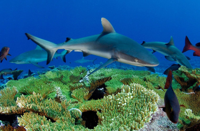 Обои картинки фото животные, акулы, рыбы, кораллы, море