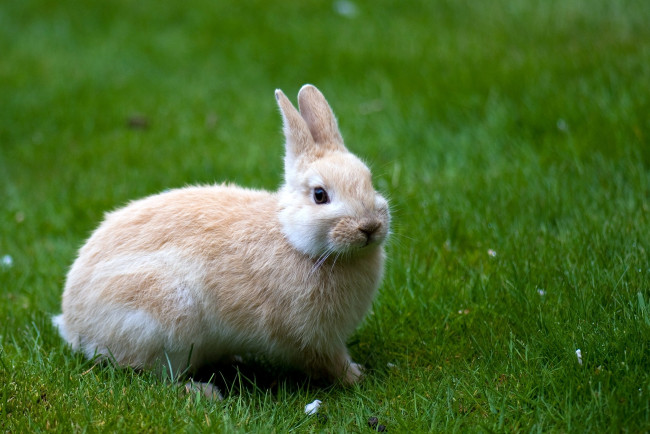 Обои картинки фото животные, кролики, зайцы, милый, пушистый, трава