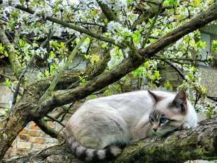 Картинка животные коты отдых дерево цветение