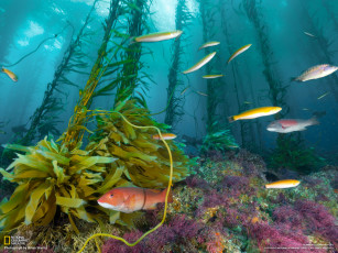 Картинка животные рыбы водоросли