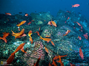 Картинка животные рыбы водоросли