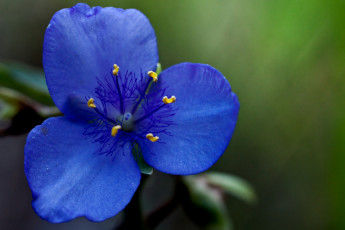 обоя цветы, традесканции, синий, лепестки