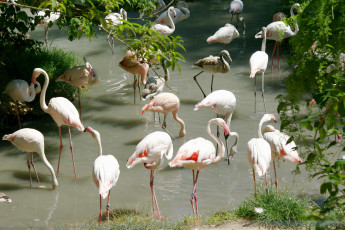 Картинка животные фламинго птицы
