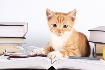 обоя животные, коты, книги, очки, котёнок