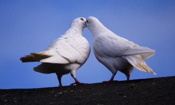 обоя животные, голуби, белый, перья, крылья, поцелуй