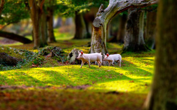 Картинка животные свиньи кабаны поросята парк природа
