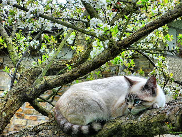 Обои картинки фото животные, коты, отдых, дерево, цветение