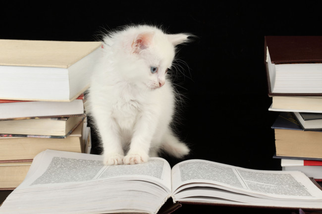 Обои картинки фото животные, коты, котёнок, книги