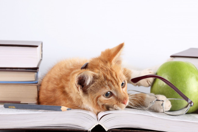 Обои картинки фото животные, коты, котёнок, яблоко, очки, книги