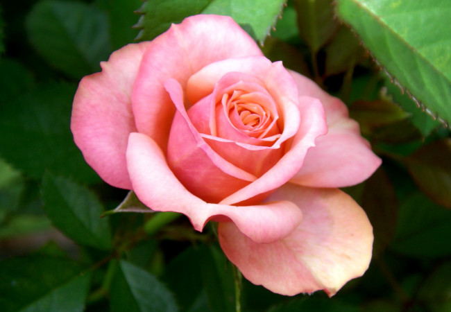 Обои картинки фото цветы, розы, розовый, лепестки