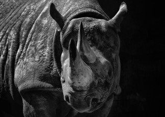 Картинка животные носороги рог