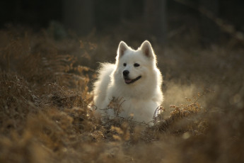 Картинка животные собаки белый