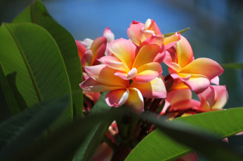 Картинка цветы плюмерия тропики