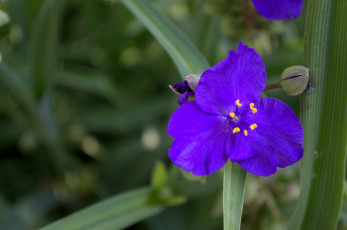 Картинка цветы традесканции фиолетовый