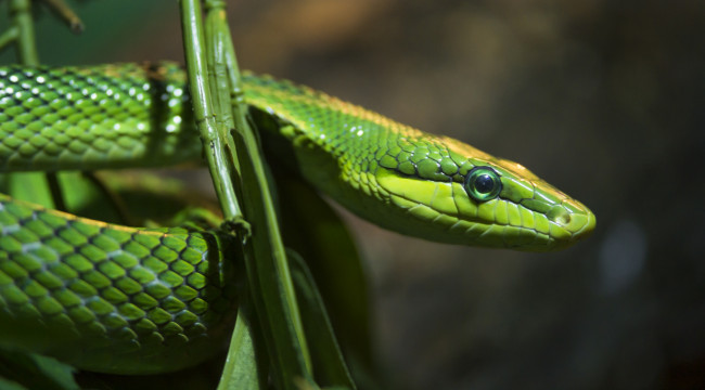 Обои картинки фото животные, змеи, питоны, кобры, зеленый, змий