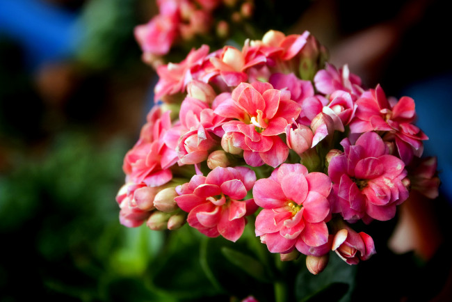 Обои картинки фото цветы, каланхоэ, розовый