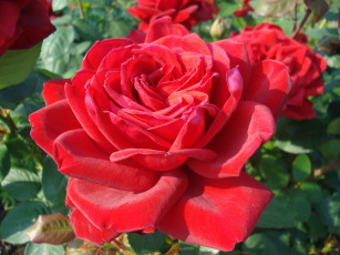 Картинка цветы розы лето красота дача флора сад