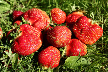 Картинка еда клубника +земляника ягоды сад лето июнь дача