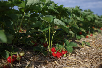 Картинка природа Ягоды вкусно клубника поле утро ягоды