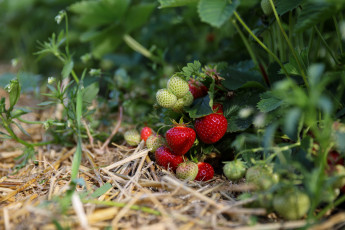 обоя природа, Ягоды, вкусно, клубника, поле, утро, ягоды