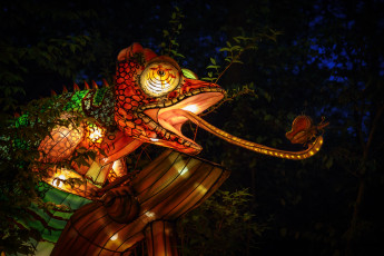 Картинка разное иллюминация вечер дракон зоопарк китай красиво огни фигура хамелеон
