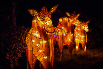 Картинка разное иллюминация верблюды вечер зоопарк китай огни фигура