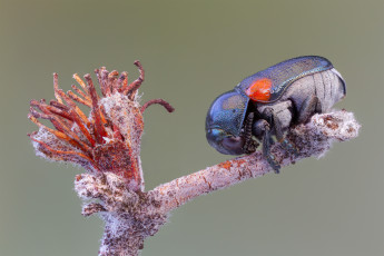 Картинка животные насекомые фон макро ветка жук