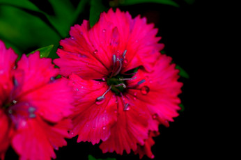 Картинка цветы гвоздики гвоздика цветение макро лепестки ярко-розовая