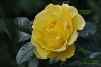 Картинка цветы розы листья цветение желтая бутон роза