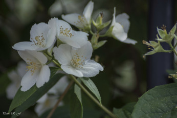 Картинка цветы жасмин макро белый