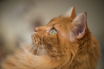 Картинка животные коты анфас рыжий цвет