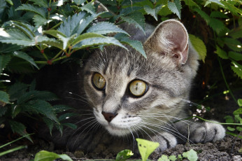 Картинка животные коты домашние дача лето кошки