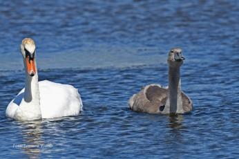 Картинка животные лебеди вода природа плывут пруд любовь серый белый пара