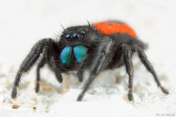 Картинка животные пауки боке фон глазки лапки паук