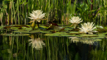 Картинка цветы лилии+водяные +нимфеи +кувшинки вода шары кувшинки листья