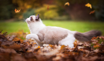 Картинка животные коты листва растения