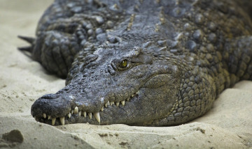 Картинка животные крокодилы песок берег зубы глаза крокодил
