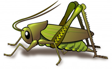 Картинка векторная+графика животные+ animals насекомое кузнечик