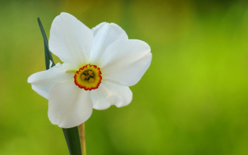 Картинка цветы нарциссы белый нарцисс