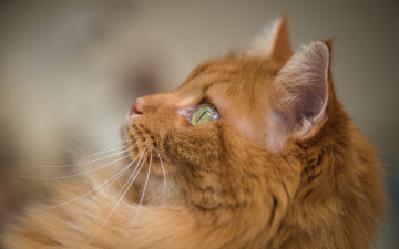 Картинка животные коты рыжий цвет анфас