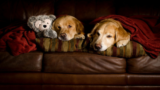 Обои картинки фото животные, собаки, пес, плед, диван, двое, игрушка