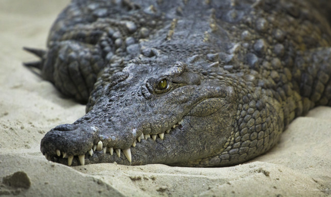 Обои картинки фото животные, крокодилы, песок, берег, зубы, глаза, крокодил