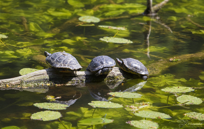 Обои картинки фото животные, Черепахи, листья, пруд, бревно, вода, черепахи