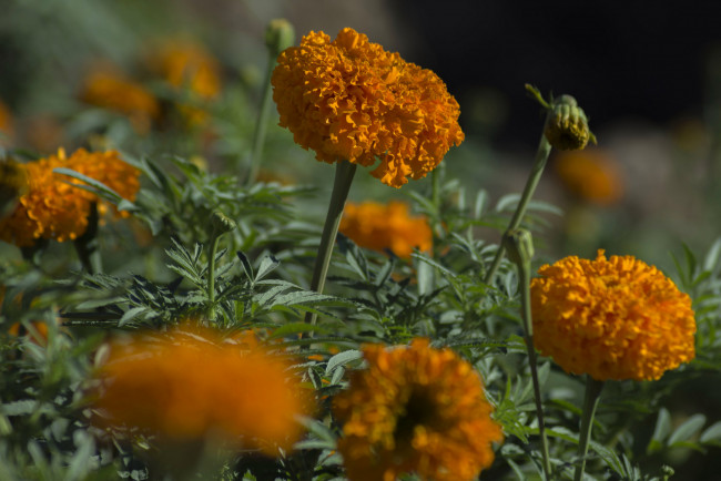 Обои картинки фото цветы, бархатцы, bushes, yellow, orange, кустики, желтые, flowering, цветение, marigold
