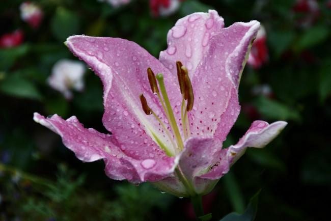 Обои картинки фото цветы, лилии,  лилейники, капли, дождя, сад, дождь, дача, август, ливень, лето
