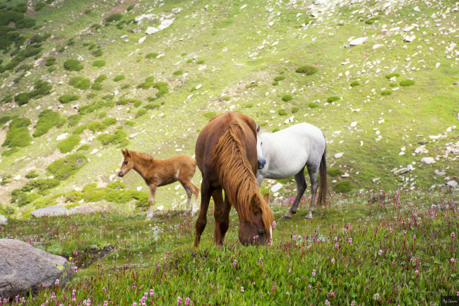 Обои картинки фото животные, лошади, животное, handsome, animal, horse, красавцы